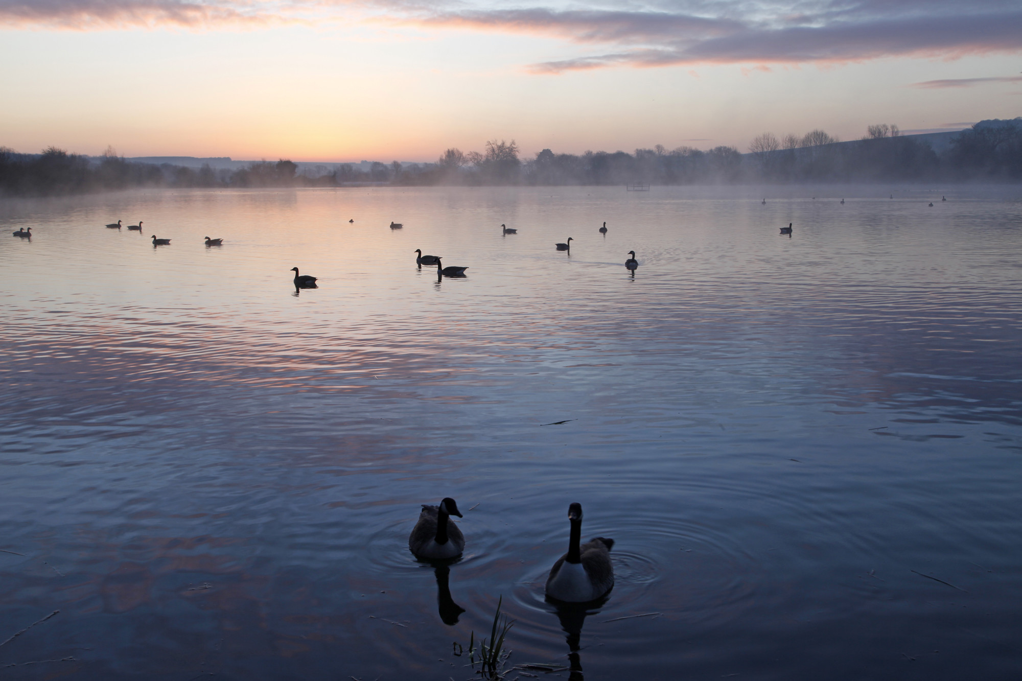 Birds on the lake